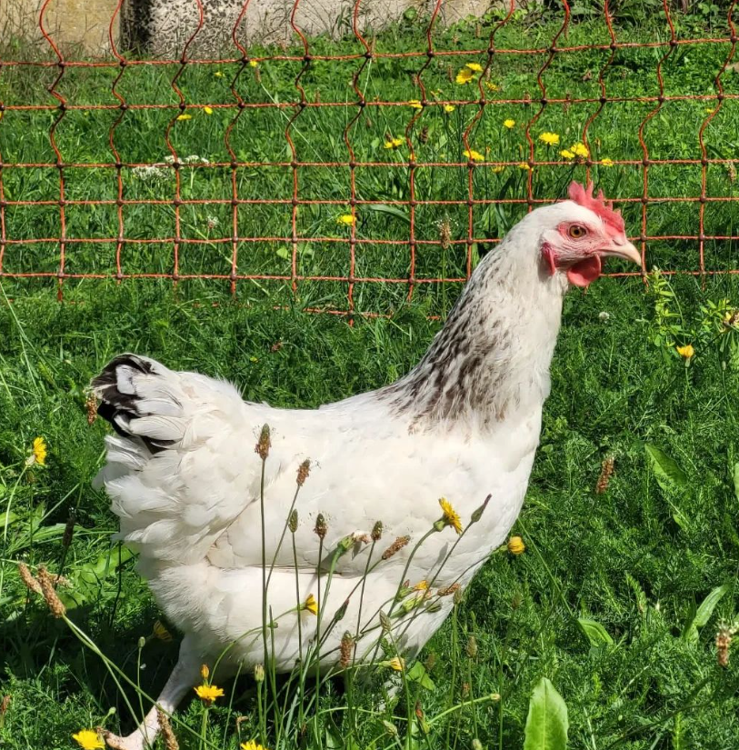 huhn