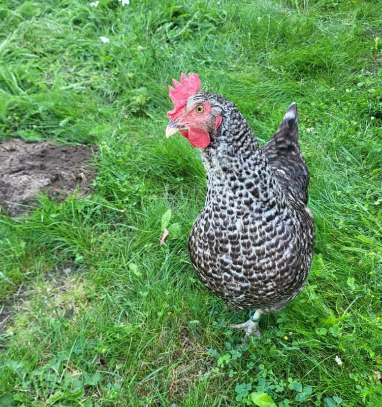 huhn