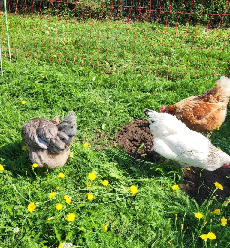 huhn
