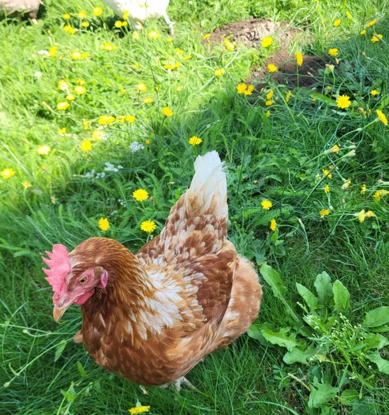 huhn
